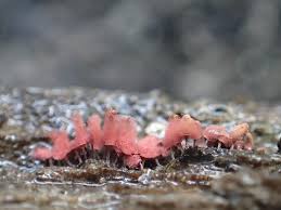 Attēlu rezultāti vaicājumam “Arcyria minuta”