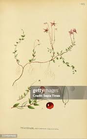 Attēlu rezultāti vaicājumam “Oxycoccus leaf”