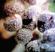 Attēlu rezultāti vaicājumam “Didymium crustaceum plasmodium”