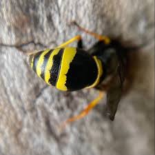 Attēlu rezultāti vaicājumam “Symmorphus sp.”