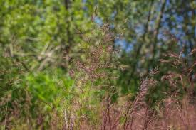 Attēlu rezultāti vaicājumam “Agrostis capillaris”