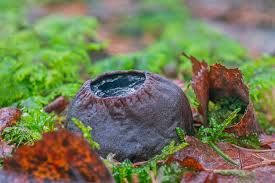 Attēlu rezultāti vaicājumam “Sarcosoma globosum”