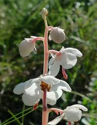 Attēlu rezultāti vaicājumam “Pyrola rotundifolia fruit”