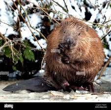 Attēlu rezultāti vaicājumam “Castor fiber”