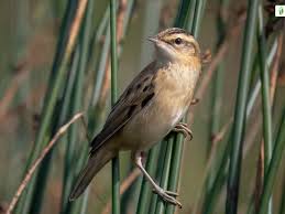 Attēlu rezultāti vaicājumam “Acrocephalus schoenobaenus adult”