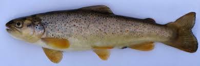 Image result for Salmo ezenami