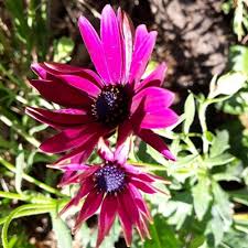 Image result for Dimorphotheca pluvialis