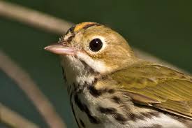 Image result for Seiurus aurocapilla