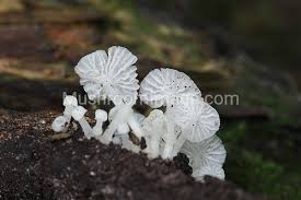 Attēlu rezultāti vaicājumam “Delicatula integrella”