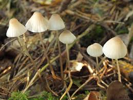 Attēlu rezultāti vaicājumam “Mycena”