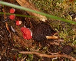 Attēlu rezultāti vaicājumam “Tubifera ferruginosa (subsp. ferruginosa) spores”