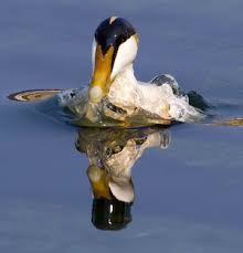 Image result for County Antrim Harriers