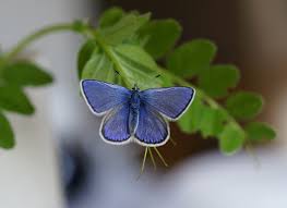 Attēlu rezultāti vaicājumam “Polyommatinae”