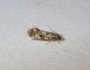 Attēlu rezultāti vaicājumam “Nemapogon cloacella”