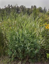 Attēlu rezultāti vaicājumam “Melilotus officinalis flower”