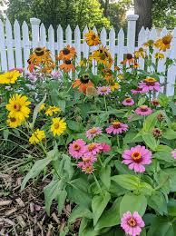 Image result for Zinnia violacea