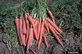 Attēlu rezultāti vaicājumam “Daucus sativus”