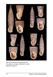 Attēlu rezultāti vaicājumam “Clausiliidae”