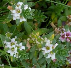 Attēlu rezultāti vaicājumam “Glaux maritima flower”