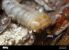 Attēlu rezultāti vaicājumam “Cerambycidae larva”