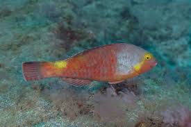 Image result for Sparisoma cretense