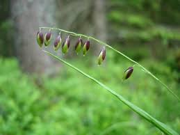 Attēlu rezultāti vaicājumam “Melica nutans”