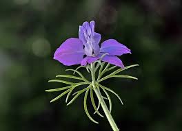 Image result for Consolida ajacis oder Consolida regalis