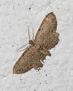 Attēlu rezultāti vaicājumam “Anticollix sparsata”