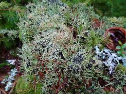 Attēlu rezultāti vaicājumam “Cladonia norvegica”
