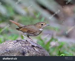 Image result for Luscinia sibilans