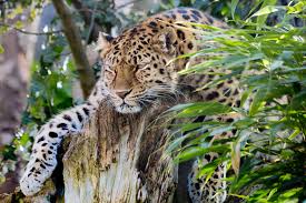 Image result for Essex Leopards