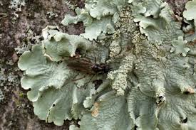 Attēlu rezultāti vaicājumam “Flavoparmelia caperata”