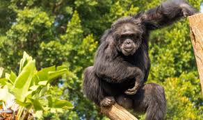 Attēlu rezultāti vaicājumam “Primates”