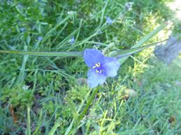 Attēlu rezultāti vaicājumam “Commelina coelestis flower”