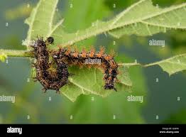 Attēlu rezultāti vaicājumam “Araschnia levana larva”