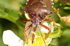Attēlu rezultāti vaicājumam “Pinthaeus sanguinipes imago”