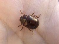 Attēlu rezultāti vaicājumam “Chrysolina staphylaea”