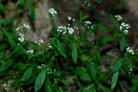 Attēlu rezultāti vaicājumam “Galium elongatum leaf”