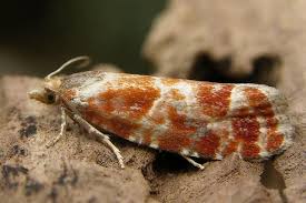 Attēlu rezultāti vaicājumam “Rhyacionia pinicolana”