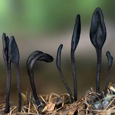 Attēlu rezultāti vaicājumam “Geoglossum sp.”