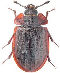 Attēlu rezultāti vaicājumam “Peltis grossa”