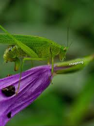 Attēlu rezultāti vaicājumam “Phaneroptera falcata”