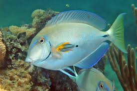 Image result for Acanthurus bahianus