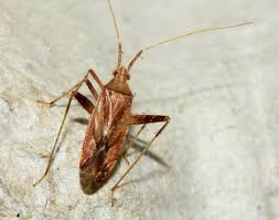 Attēlu rezultāti vaicājumam “Phytocoris varipes”