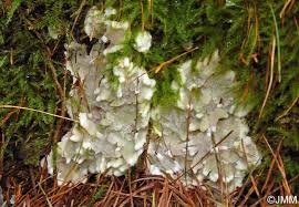 Attēlu rezultāti vaicājumam “Physisporinus vitreus”