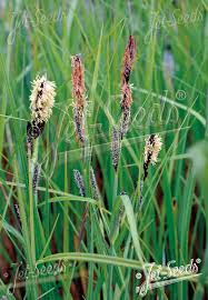 Attēlu rezultāti vaicājumam “Carex acutiformis flower”
