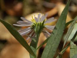 Image result for Aster lanceolatus