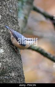 Attēlu rezultāti vaicājumam “Somateria mollissima juvenile”