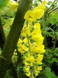 Attēlu rezultāti vaicājumam “Laburnum anagyroides flower”