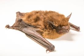 Attēlu rezultāti vaicājumam “Nyctalus noctula”